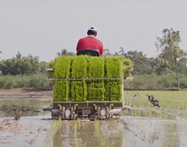 Mahindra-PlantingMaster-Paddy-4RO